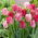 Tulip Hemisphere - XXXL pack  250 pcs