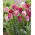 Tulip Hemisphere - XXXL pack  250 pcs