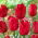 Tulipa Ile de France - Tulip Ile de France - XXXL pack  250 pcs