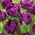 Tulipa Negrita Double - Tulip Negrita Double - XXXL pack  250 pcs