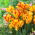 Tulipa Epidemia - Tulip Epidemia - XXXL pakkaus 250 kpl