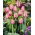 Tulipa Pink Impression - Tulip Pink Impression - XXXL balení 250 ks.