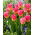 Tulipa Tom Thumb - Tulip Tom Thumb - XXXL pakke 250 stk.