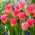 Tulipa Tom Thumb - Tulip Tom Thumb - XXXL pakke 250 stk.