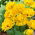 Gefüllte Tulpe "Yellow Pomponette" - XXXL-Packung 250 Stk - 