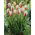 Tulipán "Carnaval de Rio" - XXXL pack 250 uds