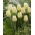 Tulipa Cheers - Tulip Cheers - XXXL pack  250 pcs