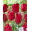 Tulipa Ile de France - Tulip Ile de France - XXXL pack  250 pcs