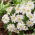 Anemone blanda White Splendor - XXXL förpackning - 400 st