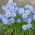 Ipheion Rolf Fiedler - Spring starflower Rolf Fiedler - XXXL pack - 500 pcs