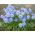 Ipheion Rolf Fiedler - Spring starflower Rolf Fiedler - XXXL pack - 500 pcs