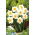 Narcissus Flower Drift - Narcis Flower Drift - XXXL pak 250 st - 