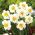 Narcissus Flower Drift - Narcis Flower Drift - XXXL pak 250 st - 