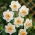 Narcissus Salome - Daffodil Salome - XXXL pack  250 pcs