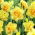 Narcissus Tahiti - Daffodil Tahiti - XXXL pack  250 pcs
