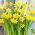 Narcissus Tete-a-Tete - Påsklilja Tete-a-Tete - XXXL förpackning 250 st