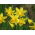 Narcissus Tete-a-Tete - Påsklilja Tete-a-Tete - XXXL förpackning 250 st