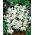 Chionodoxa Luciliae Alba - Lumen Glory Luciliae Alba - XXXL-pakkaus - 500 kpl