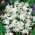Chionodoxa Luciliae Alba - Lumen Glory Luciliae Alba - XXXL-pakkaus - 500 kpl
