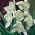 Galanthus nivalis flore pleno - Snowdrop flore pleno - XXL pack 150 pcs