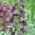 Fritillaria persica - Perzsa fritilli - XL csomag - 50 db.