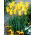 Tulipa West Point - Tulip West Point - XXXL pack  250 pcs