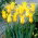 Tulipa West Point - Tulip West Point - XXXL pack  250 pcs