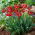 Tulipa Eye Catcher - Tulip Eye Catcher - XXXL pak 250 st - 