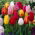 Tulipa Mix - Tulipan Mix - XXXL pakke 250 stk.