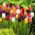 Tulipa Mix - Tulipan Mix - XXXL pakke 250 stk.