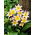 Tulipa Saxatilis - Tulipa Saxatilis - XXXL balení 250 ks.