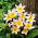 Tulipa Saxatilis - Tulipa Saxatilis - XXXL balení 250 ks.