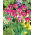 Tulipa Violet Madár - Tulipán Violet Madár - XXXL csomag 250 db.