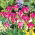 Tulipa Violet Madár - Tulipán Violet Madár - XXXL csomag 250 db.