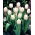 Tulipa White Dream - Tulip White Dream - XXXL pack  250 pcs