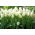 Tulipa White Purissima - Tulip White Purissima - XXXL pack 250 pcs