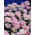 Tulp Angelique - Tulp Angelique - XXXL pak 250 st - 