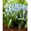 Muscari Ester - Grape Hyacinth Ester - XXXL pakke - 500 stk.