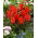 Tulipa Red Riding Hood - Tulip Red Riding Hood - XXXL pack  250 pcs