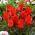 Tulipa Red Riding Hood - Tulip Red Riding Hood - XXXL pack  250 pcs