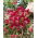 Petite tulipe Timo - pack XXXL 250 pcs