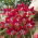 Petite tulipe Timo - pack XXXL 250 pcs