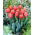 Jimmy tulipe - pack XXXL 250 pcs
