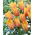 Blushing Lady tulip - XXXL pack  250 pcs