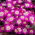 Anemone Pink Star - XXXL-Packung - 400 Stk - 