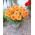 Dahlia Autumn Fairy - XL-pack - 50 st