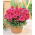 Dahlia Gallery Art Nouveau - Pack XL - 50 piezas