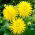 Dahlia - Kennemerland - XL pack - 50 pcs - 