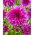 Dahlia - Paars Taiheijo - XL pak - 50 st - 