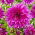 Dahlia - Paars Taiheijo - XL pak - 50 st - 